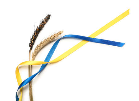 Wheat spikelets and ribbons in colors of Ukrainian flag on white backgroundの写真素材