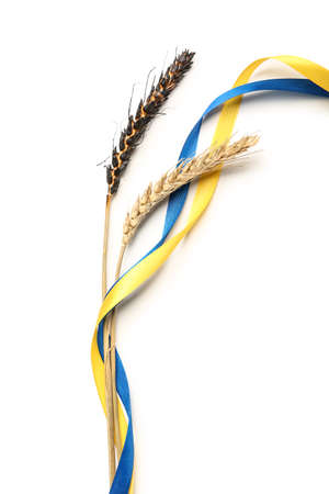 Wheat spikelets and ribbons in colors of Ukrainian flag on white backgroundの写真素材