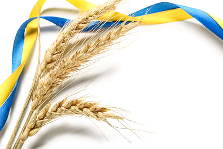 Wheat spikelets and ribbons in colors of Ukrainian flag on white backgroundの写真素材