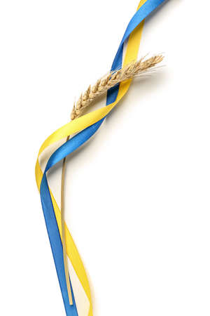 Wheat spikelet and ribbons in colors of Ukrainian flag on light backgroundの写真素材
