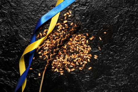 Burned wheat spikelet and ribbons in colors of Ukrainian flag on dark background