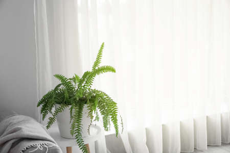 Table with houseplant near light curtain in roomの写真素材