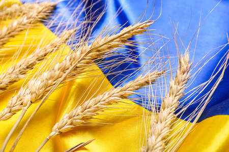 Wheat spikelets on flag of Ukraine, closeupの写真素材
