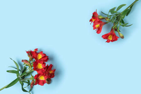 Branches of red alstroemeria flowers on blue background