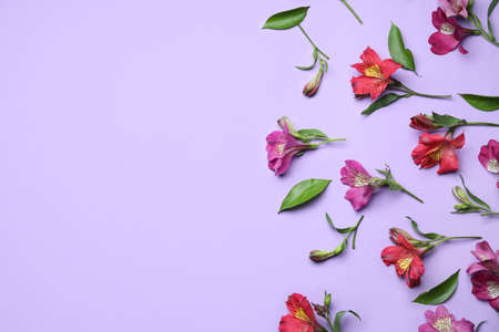 Beautiful alstroemeria flowers on lilac background, top viewの写真素材