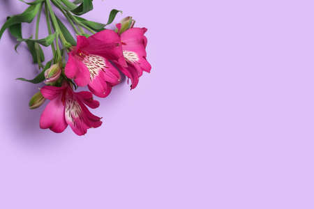 Branch of beautiful alstroemeria flowers on lilac backgroundの写真素材
