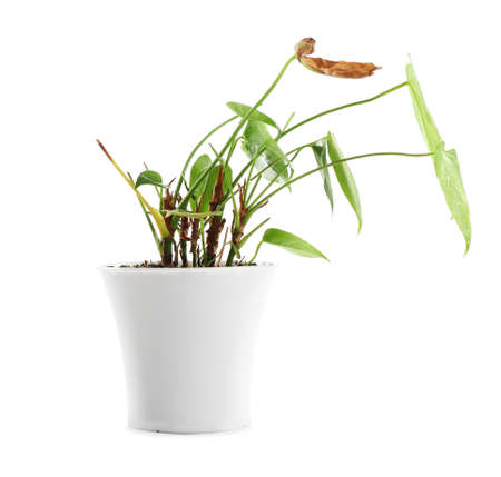 Wilted houseplant in pot on white backgroundの写真素材