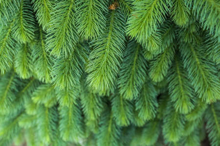 Close up view of pine tree branches