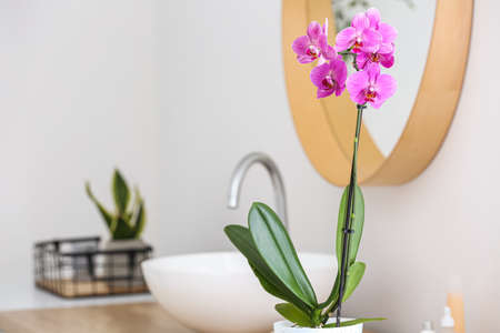 Beautiful orchid flower in bathroom, closeupの写真素材