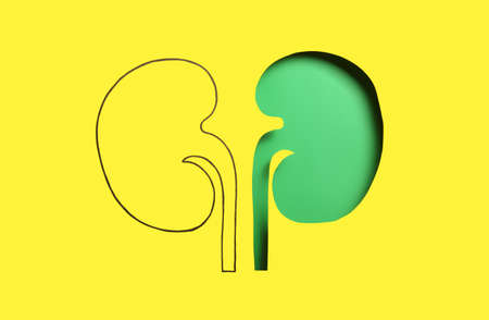 Paper kidneys on yellow and green background