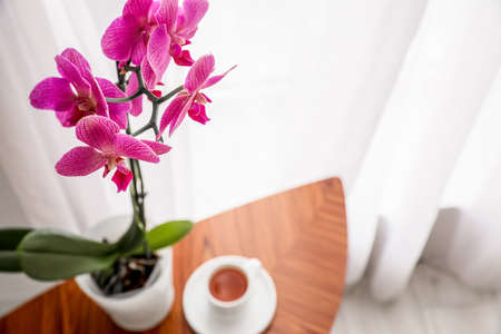 Close up view of beautiful orchid flower on table with cup of coffeeの写真素材