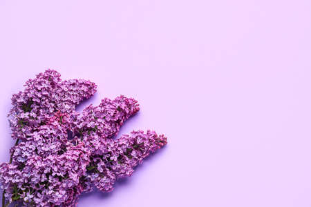 purple lilac flowers on color backgroundの写真素材