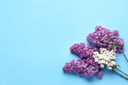 Beautiful lilac flowers on blue backgroundの写真素材