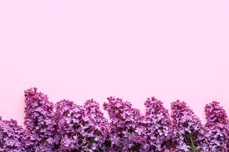 purple lilac flowers on pink background