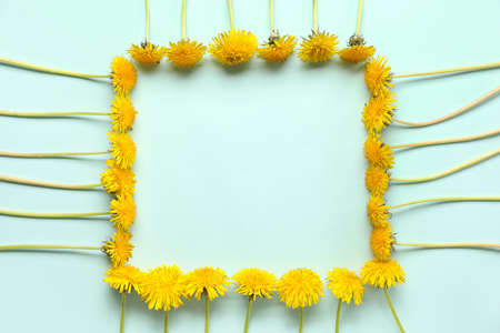 Frame made of yellow dandelions on blue backgroundの写真素材
