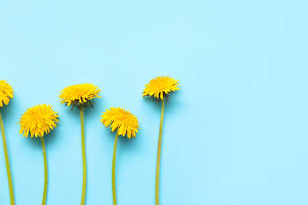 Yellow dandelions on blue backgroundの写真素材