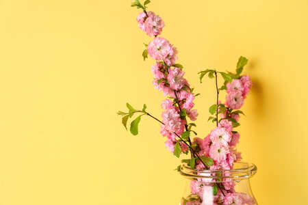 Glass vase with blooming branches near yellow wall, closeupの写真素材