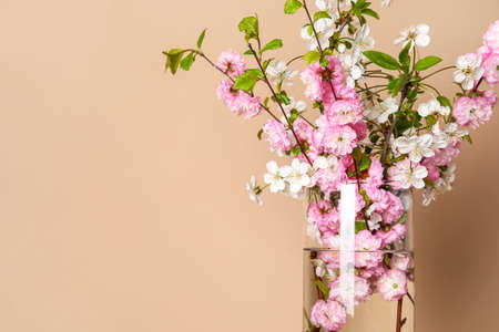 Vase with blooming branches near beige wall, closeupの写真素材