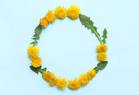 Frame made of yellow dandelions with leaves on blue backgroundの写真素材