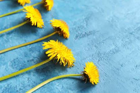 Yellow dandelions on blue background, closeupの写真素材