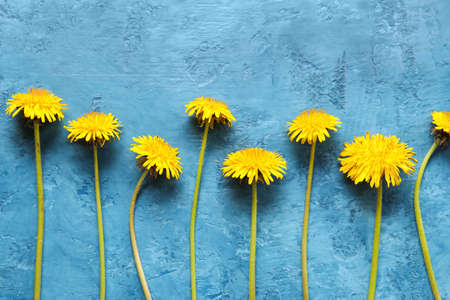 Yellow dandelions on blue backgroundの写真素材