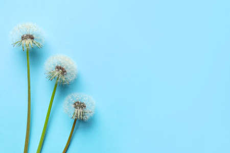 Beautiful dandelions on blue backgroundの写真素材