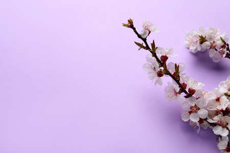 Beautiful blooming spring branches on lilac backgroundの写真素材