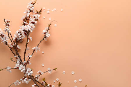 Beautiful blooming spring branches on beige background, top viewの写真素材