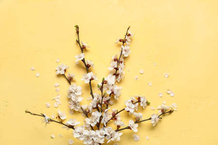 Blooming spring branches on yellow background