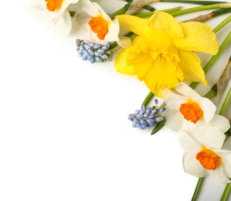 Different beautiful flowers isolated on whiteの写真素材