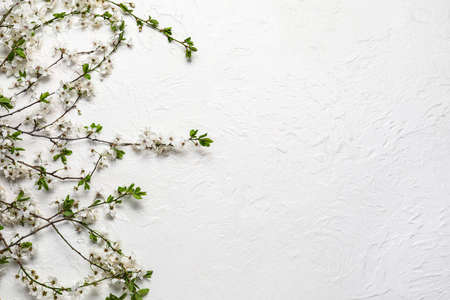 Blooming spring branches on white background