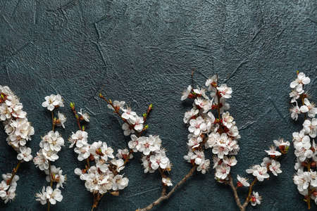Beautiful blooming spring branches on dark backgroundの写真素材
