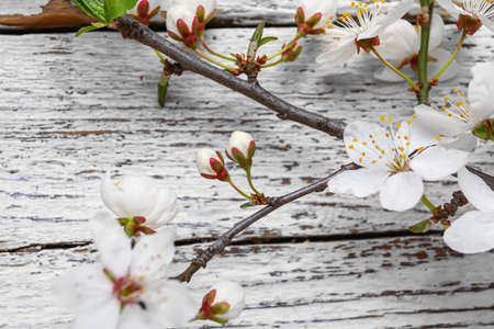 Beautiful blooming spring branch on light wooden background, closeup