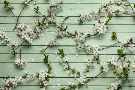 Blooming spring branches on green wooden background, top view
