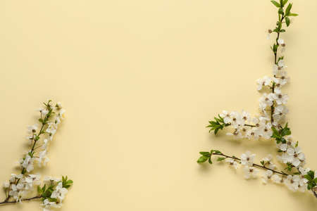 Beautiful blooming spring branches on light color backgroundの写真素材