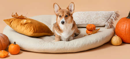 Cute dog on pet bed, autumn leaves and pumpkins on beige background. thanksgiving day celebrationの写真素材