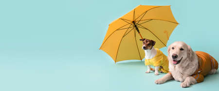Funny dogs in autumn clothes and with umbrella on light blue background with space for textの写真素材
