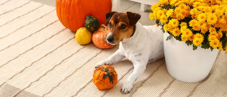 Cute dog with pumpkins and autumn flowers at homeの写真素材