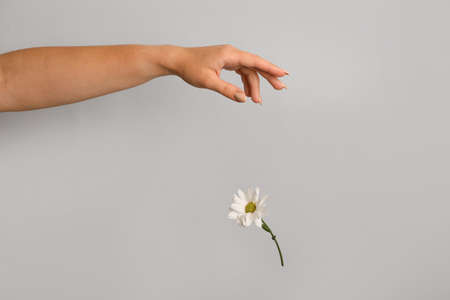 Female hand and daisy flower on gray background