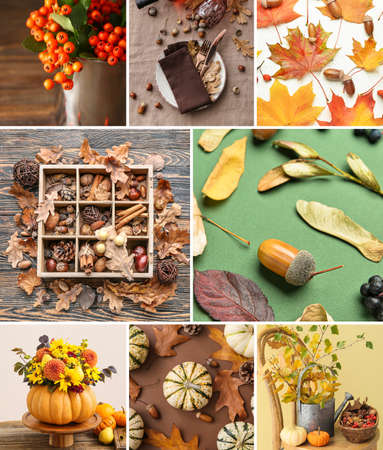 Beautiful autumn collage with floral decorの写真素材
