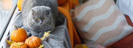Cute cat with autumn leaves and pumpkins lying on window sill at homeの写真素材