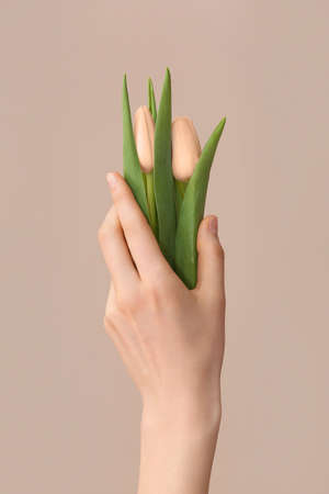 Female hand with tulip flowers on beige backgroundの写真素材