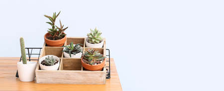 Green succulents and cacti on table against light background with space for textの写真素材