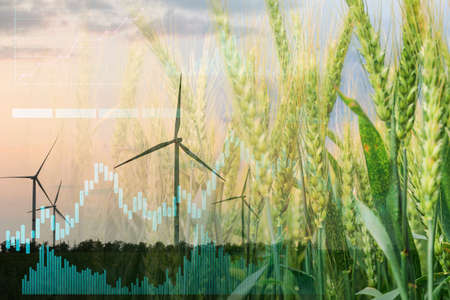 Double exposure of green wheat and windmills for electric power generation in the field. green...