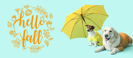 Funny dogs with umbrella on light blue background. hello autumnの写真素材