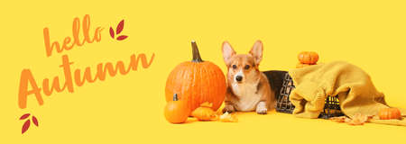 Cute dog, basket and pumpkins on yellow background. hello autumnの写真素材