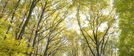 beautiful trees on sunny autumn day