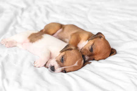 Cute puppies sleeping on bedの写真素材