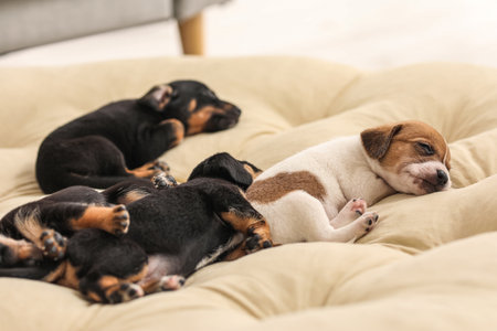 Cute puppies sleeping on cushion at homeの写真素材
