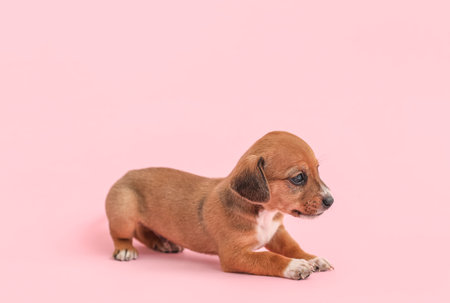 Cute funny puppy on pink backgroundの写真素材